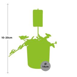 Peperomia ‘Hope’ in ELHO b.for soft rond 14cm brique (21496)