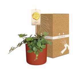 Peperomia ‘Hope’ in ELHO b.for soft rond 14cm brique (21496)