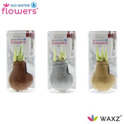 No Water Flowers Waxz Gold/Silver/Copper in Koker - 3 stuks - Ø7 cm (27001)