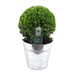 Ilex Crenata 'Jenny'® Ball Ø20cm P17 In Zinc Old-Look (24893)