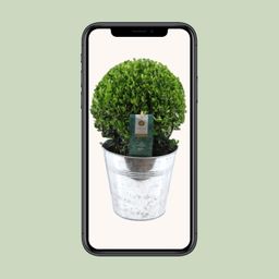 Ilex Crenata 'Jenny'® Ball Ø20cm P17 In Zinc Old-Look (24893)