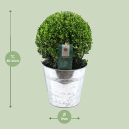 Ilex Crenata 'Jenny'® Ball Ø20cm P17 In Zinc Old-Look (24893)