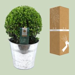 Ilex Crenata 'Jenny'® Ball Ø20cm P17 In Zinc Old-Look (24893)