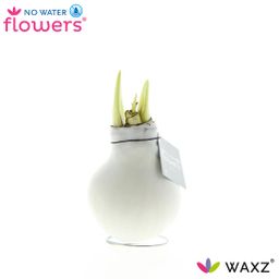 No Water Flowers Waxz® White (22194)