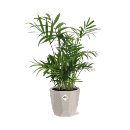 Chamaedorea in ELHO b.for rock 14 cm warm grey (21602)