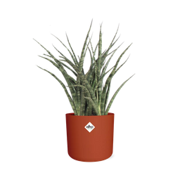 Sansevieria Fernwood Punk in ELHO b.for soft rond 14cm brique (21487)