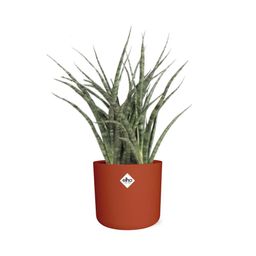Sansevieria Fernwood Punk in ELHO b.for soft rond 14cm brique (21487)