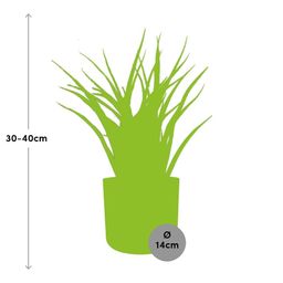 Sansevieria Fernwood Punk in ELHO b.for soft rond 14cm brique (21487)