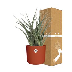 Sansevieria Fernwood Punk in ELHO b.for soft rond 14cm brique (21487)