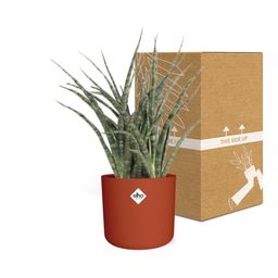 Sansevieria Fernwood Punk in ELHO b.for soft rond 14cm brique (21487)