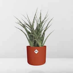 Sansevieria Fernwood Punk in ELHO b.for soft rond 14cm brique (21487)