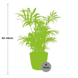 Chamaedorea in ELHO b.for rock 14 cm warm grey (21602)