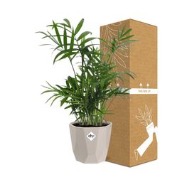 Chamaedorea in ELHO b.for rock 14 cm warm grey (21602)