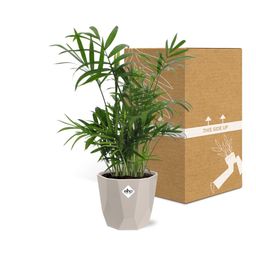 Chamaedorea in ELHO b.for rock 14 cm warm grey (21602)