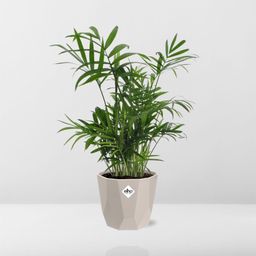 Chamaedorea in ELHO b.for rock 14 cm warm grey (21602)