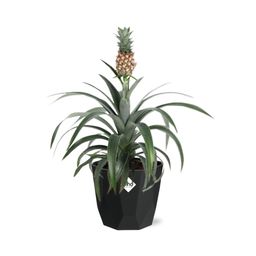 Ananas Mi Amigo in 14cm b.for rock living black (21658)