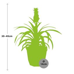 Ananas Mi Amigo in 14cm b.for rock living black (21658)
