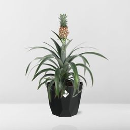 Ananas Mi Amigo in 14cm b.for rock living black (21658)