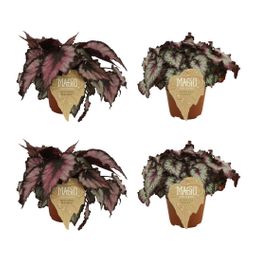 2x Begonia Rex Magma + 2x Begonia Rex Odissi - 4 stuks (23454)