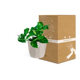 Epipremnum Pinnatum ‘Aureum’ in ELHO b.for rock 14 cm warm grey (21605)