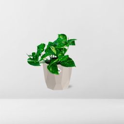 Epipremnum Pinnatum ‘Aureum’ in ELHO b.for rock 14 cm warm grey (21605)