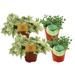 Delosperma Echinatum + 2x Tradescantia Brigtness - 4 stuks (24740)