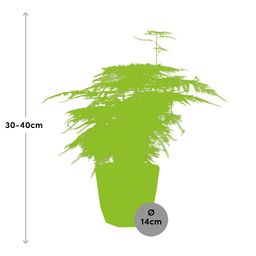 Asparagus ‘Plumosus’ in ELHO b.for rock 14 cm warm grey (21621)