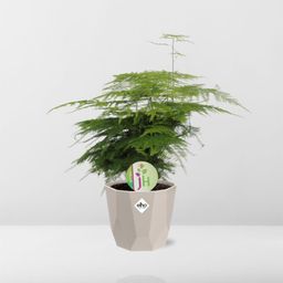 Asparagus ‘Plumosus’ in ELHO b.for rock 14 cm warm grey (21621)