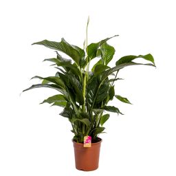 Spathiphyllum 'Sweet Lauretta' Fair Flora (25258)