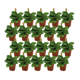 Peperomia Obtusifolia Groen - 20 stuks (23402)