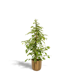 Ficus benjamina Goldenking - Pot Mayk Gold (8720634289771)