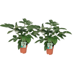 Schefflera Actinophylla - 2 stuks (32891)