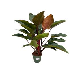 Philodendron Red Beauty (25031)