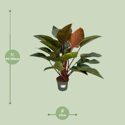 Philodendron Red Beauty (25031)