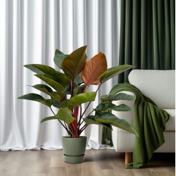 Philodendron Red Beauty (25031)