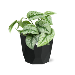 Scindapsus Pictus ‘Trebie’ in 14cm b.for rock living black (21645)