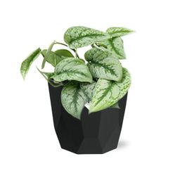 Scindapsus Pictus ‘Trebie’ in 14cm b.for rock living black (21645)