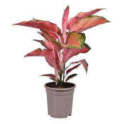 Aglaonema Orange Star (22257)