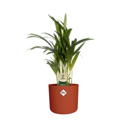 Dypsis Lutescens (Areca) 12cm (zonder Hoes) in ELHO b.for soft rond 14cm brique (21469)