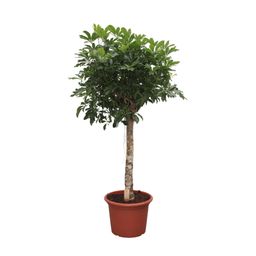 Schefflera Arboricola Compacta boom - 180 cm - ø35 (8721055691488)