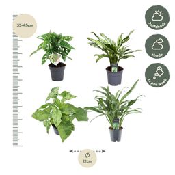 Groen mix 4 planten - Monstera obliqua 'Monkey Leaf' - 25 cm - ø12 - Aglaonema Juliette - 40 cm - ø12 - Syngonium Mottled - 25 cm - ø12 - Aglaonem (8721081685284)