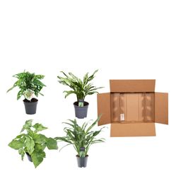 Groen mix 4 planten - Monstera obliqua 'Monkey Leaf' - 25 cm - ø12 - Aglaonema Juliette - 40 cm - ø12 - Syngonium Mottled - 25 cm - ø12 - Aglaonem (8721081685284)