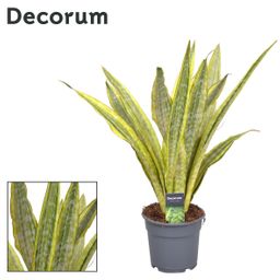 Sansevieria Aubrytniana Metallica (Decorum) (22387)