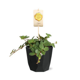 Peperomia ‘Hope’ in 14cm b.for rock living black (21758)