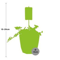 Peperomia ‘Hope’ in 14cm b.for rock living black (21758)