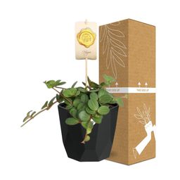 Peperomia ‘Hope’ in 14cm b.for rock living black (21758)