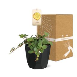 Peperomia ‘Hope’ in 14cm b.for rock living black (21758)