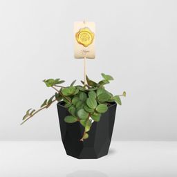 Peperomia ‘Hope’ in 14cm b.for rock living black (21758)