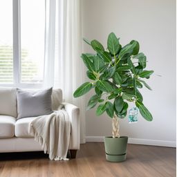Ficus Altissima (25004)