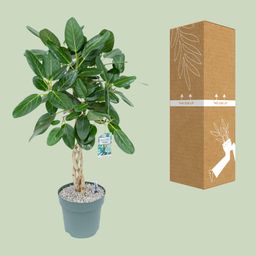 Ficus Altissima (25004)